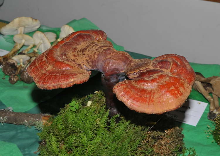 Mostra micologica con partecipazione di NM